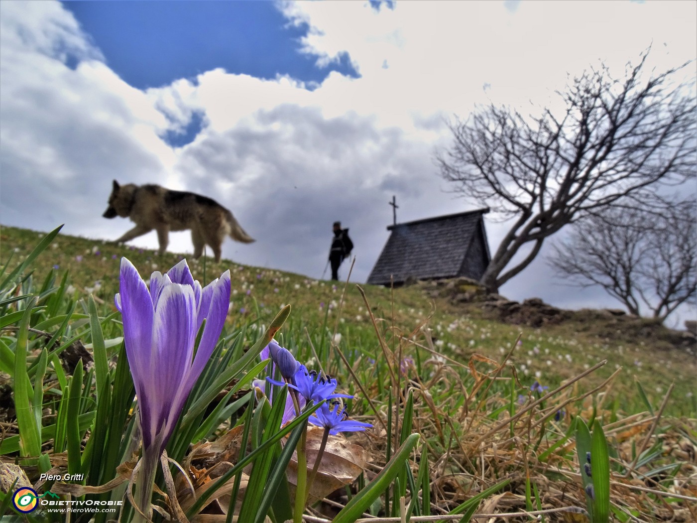 01 Crocus vernus (Crocus) e Scilla bifolia (Scilla silvestre) ai prati della Pigolotta di Valtorta .JPG